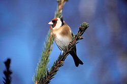 Goldfinch