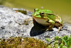 Kleiner Wasserfrosch