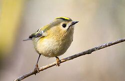 Wintergoldhähnchen