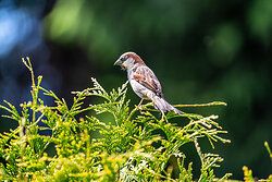 House Sparrow