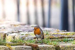 Robin