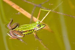 Kleiner Wasserfrosch