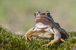 Moorfrosch