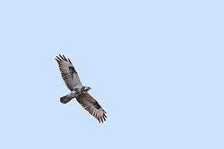 Mäusebussard