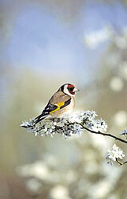Goldfinch