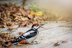 Great Spotted Woodpecker