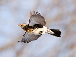 Kramsvogel