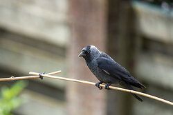 Jackdaw