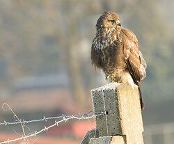 Mäusebussard