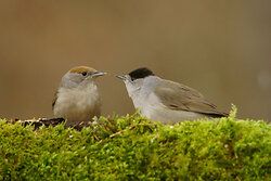 Blackcap