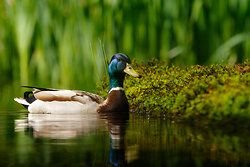 Stockente