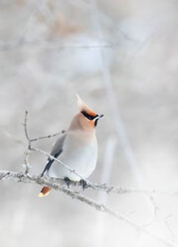 Pestvogel