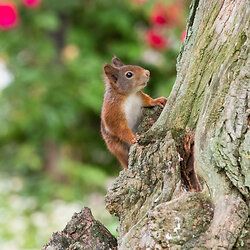Eurasische Eichhörnchen