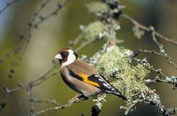 Goldfinch