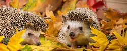 Igel