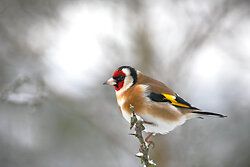 Goldfinch