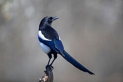 Magpie
