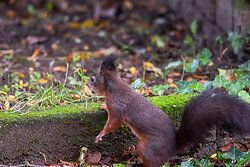 Eurasische Eichhörnchen