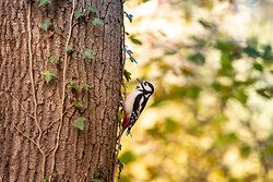 Great Spotted Woodpecker