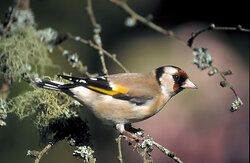 Goldfinch