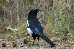Magpie