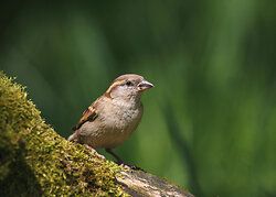House Sparrow