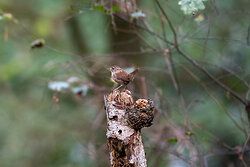 Wren
