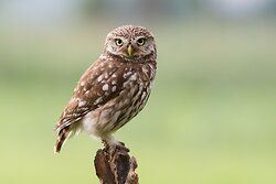 Little Owl