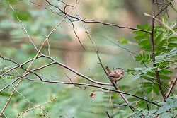 Wren