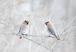 Pestvogel