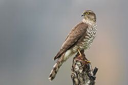 Sperwer
