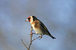 Goldfinch
