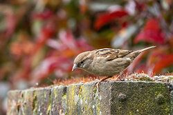 House Sparrow