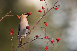 Pestvogel