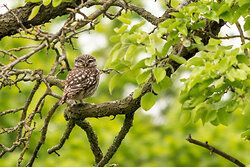 Little Owl