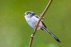 Long-Tailed Tit
