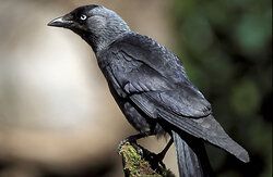 Jackdaw