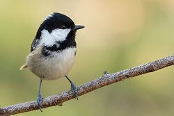 Coal Tit