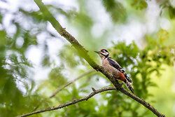 Great Spotted Woodpecker