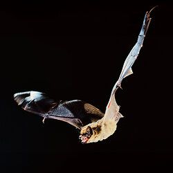 Breitflügelfledermaus