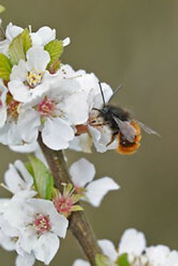 Gehörnte Mauerbiene