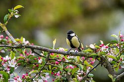  Great Tit