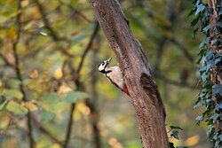 Great Spotted Woodpecker