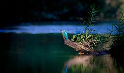 Eisvogel