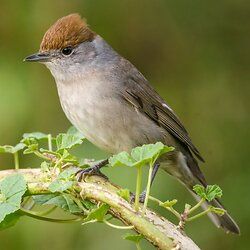 Blackcap