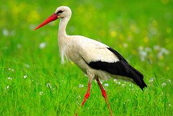 Weißstorch