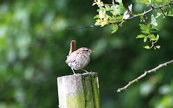 Wren