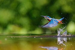 Eisvogel