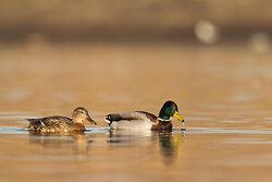 Stockente