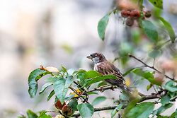 House Sparrow